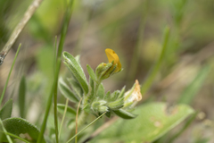 Anthyllis circinnata