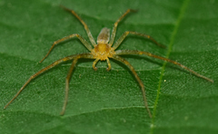 Philodromus albidus