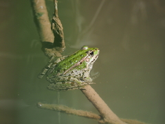 Pelophylax perezi