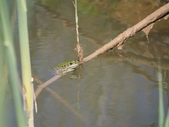 Pelophylax perezi