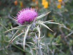 Silybum marianum