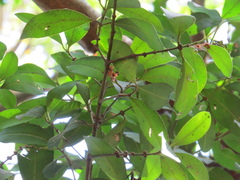 Garcinia intermedia