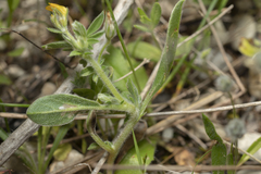 Anthyllis circinnata