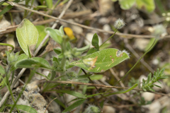Anthyllis circinnata