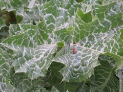 Silybum marianum