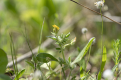 Anthyllis circinnata
