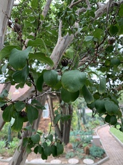 Lagerstroemia indica