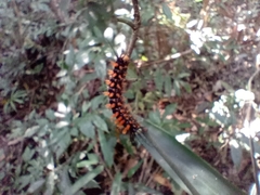 Lepidoptera