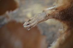 Hydrictis maculicollis