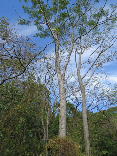 Schizolobium parahyba - Leaves