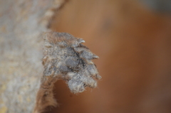 Hydrictis maculicollis