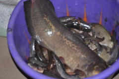 Heterotis niloticus