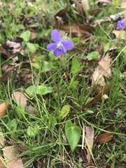 Viola langloisii