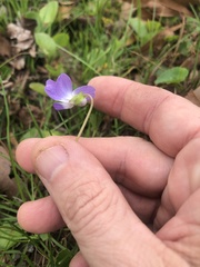 Viola langloisii