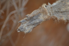 Hydrictis maculicollis