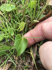 Viola langloisii