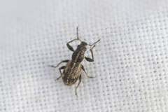 Andrion regensteinense