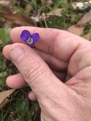 Viola langloisii