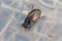 Melinopterus sphacelatus