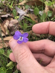 Viola langloisii