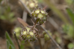 Valerianella discoidea