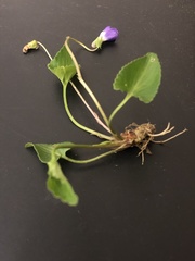 Viola langloisii