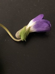 Viola langloisii