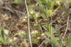 Valerianella discoidea
