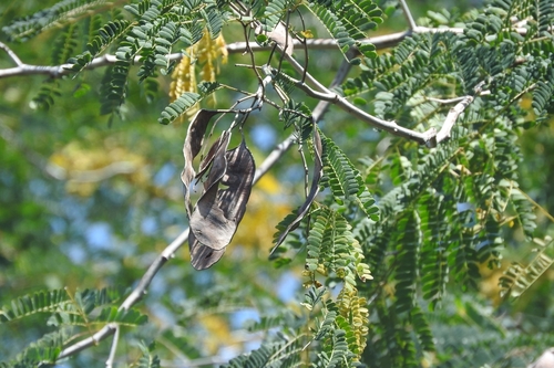 Catch-and-Keep (Senegalia riparia)