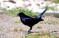 Molothrus bonariensis