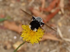 Bombomyia discoidea