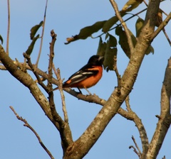 Icterus galbula