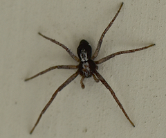 Pulchellodromus pulchellus