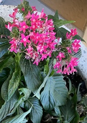 Pentas