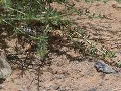 Eremias multiocellata