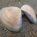 Pismo Clam - Photo (c) hikingsandiego, some rights reserved (CC BY-NC), uploaded by hikingsandiego