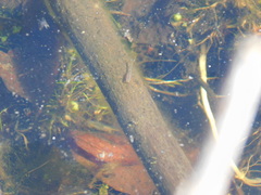 Eubranchipus neglectus