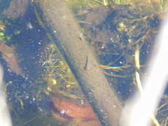 Eubranchipus neglectus