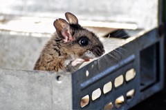 Peromyscus keeni