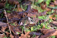 Peromyscus keeni
