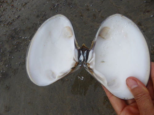 Pismo Clam