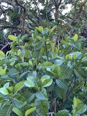 Tabernaemontana dichotoma