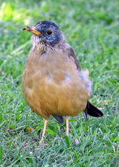 Turdus falcklandii