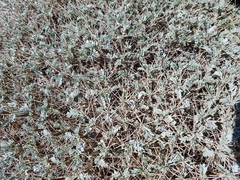 Astragalus tragacantha