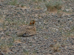 Syrrhaptes paradoxus