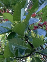 Tabernaemontana dichotoma