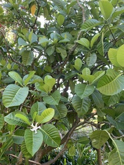 Tabernaemontana dichotoma