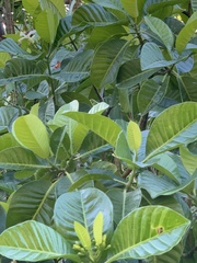 Tabernaemontana dichotoma