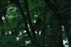 Zoothera aurea