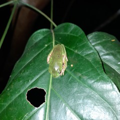 Pithecopus hypochondrialis